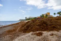 Seaweed levels in tropical Atlantic break all-time record in April: What to know