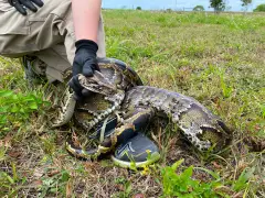 Registration opens for 2025 Florida Python Challenge: What to know